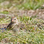 Field Sparrow